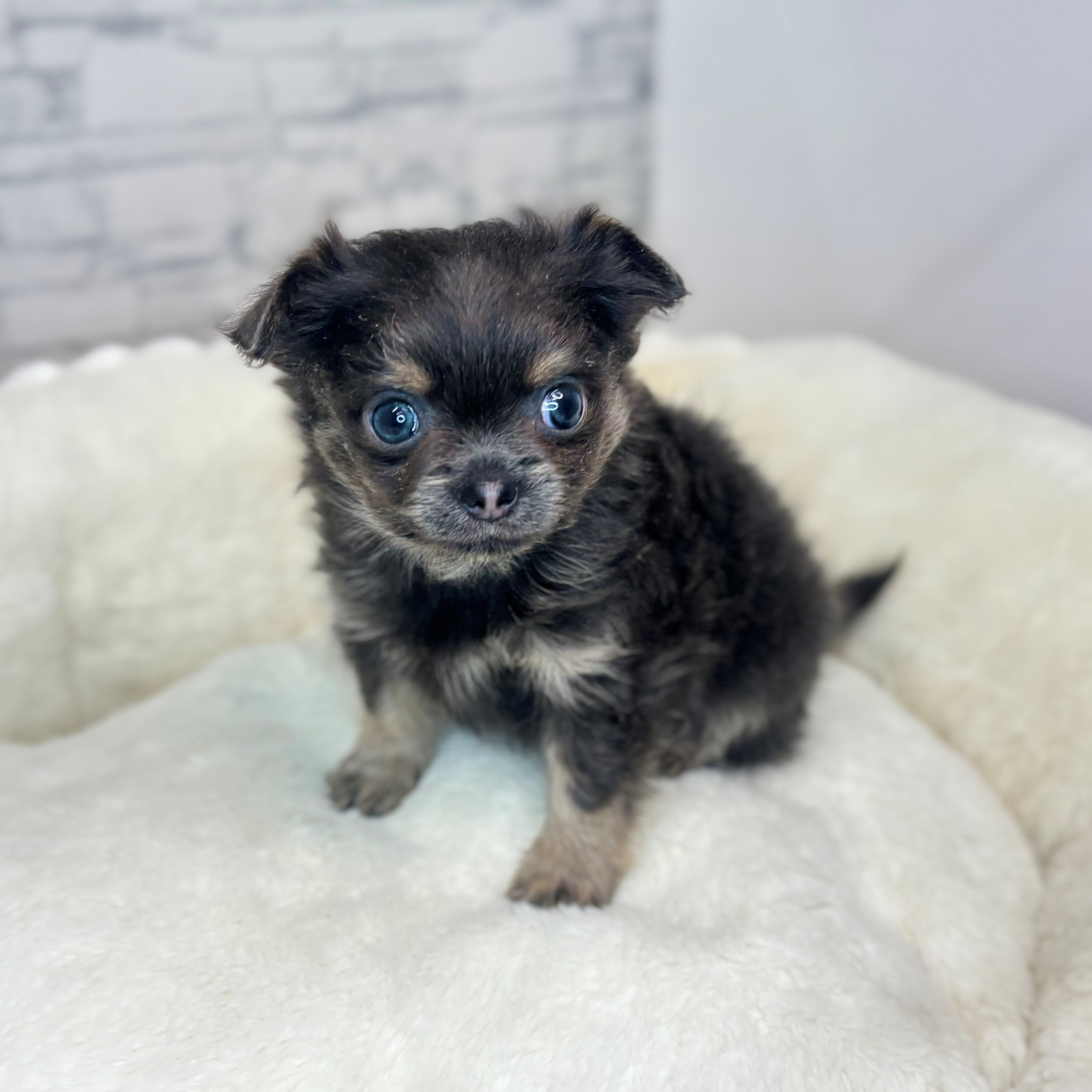 長野県のポメチワ/チワポメ/ポメチー(ポメラニアン×チワワ) (犬の家＆猫の里長野店/2025年12月2日生まれ/男の子/ブルークリーム)の子犬の3枚目の画像