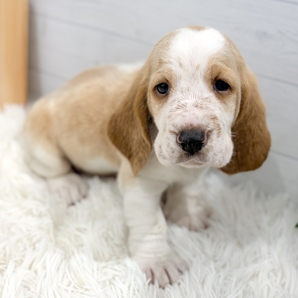 バセット・ハウンド男の子の写真