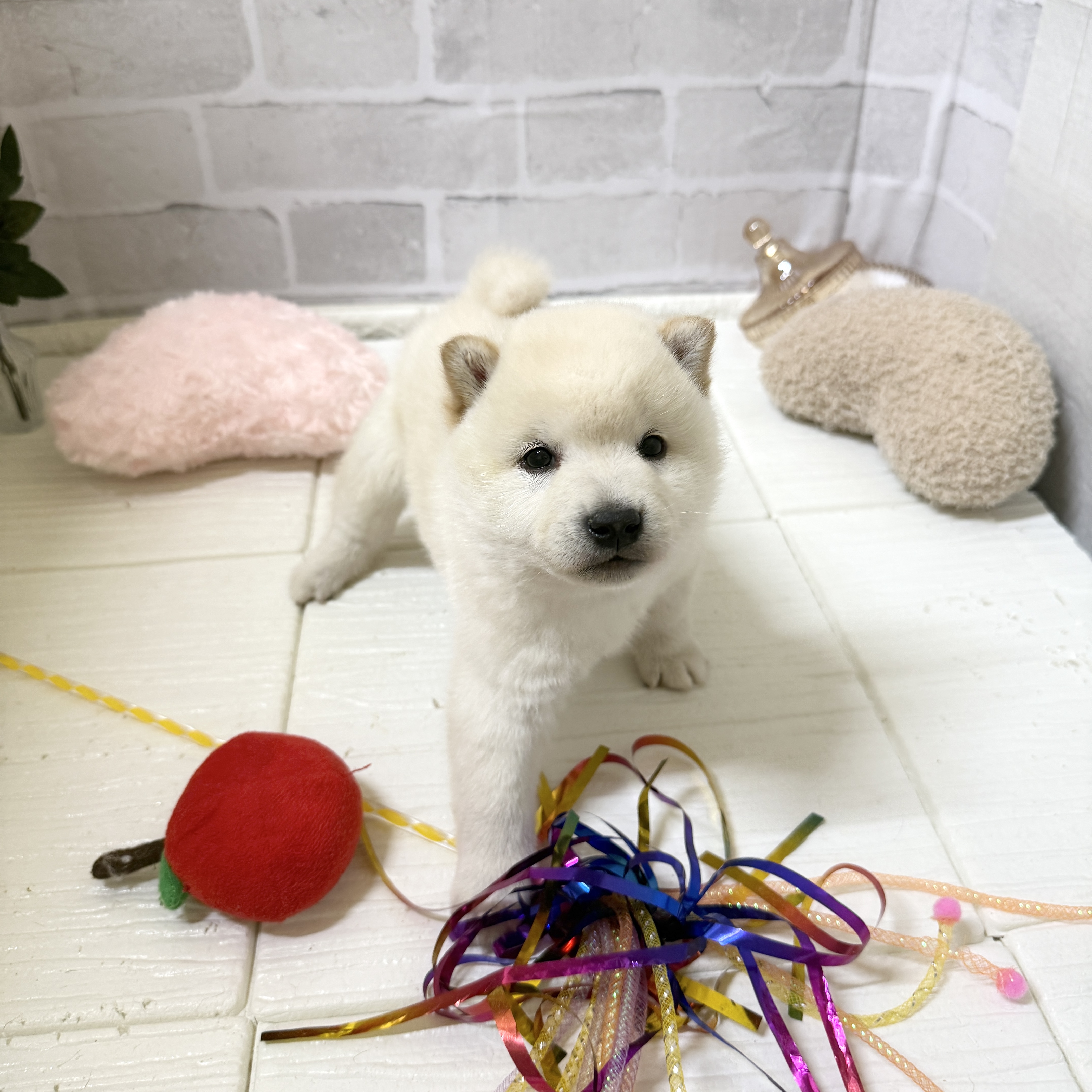 愛知県の柴犬(標準サイズ) (犬の家＆猫の里岡崎店/2025年12月2日生まれ/男の子/白)の子犬の3枚目の画像