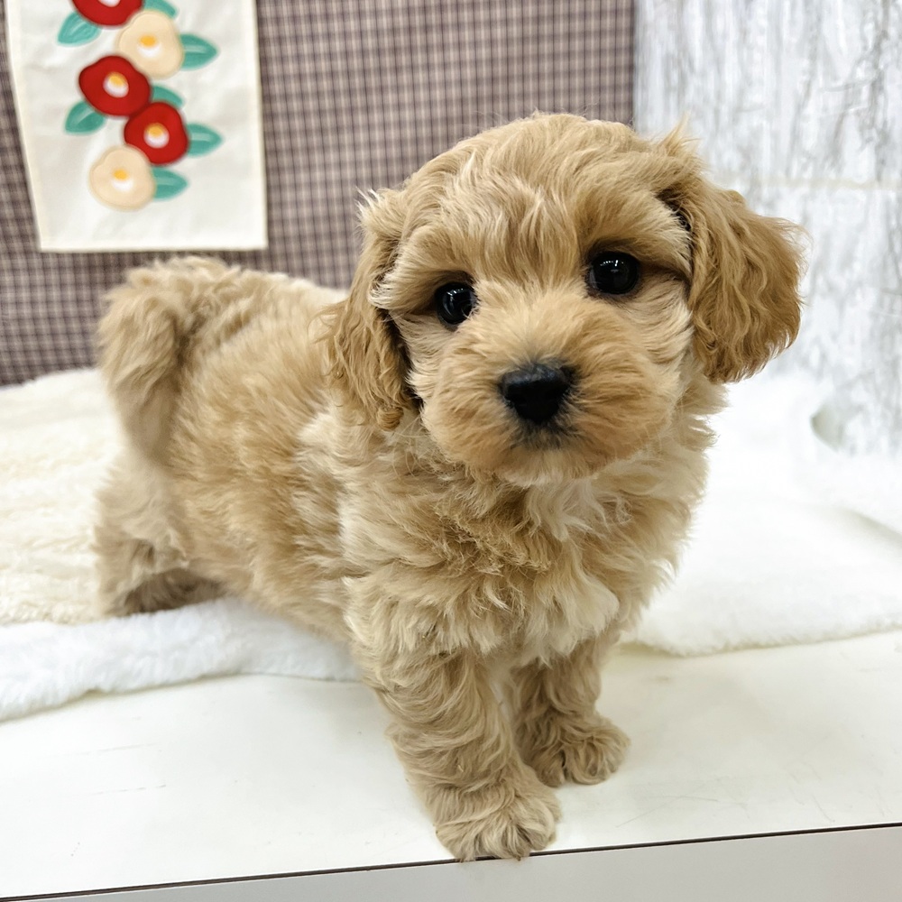 愛知県のマルプー(マルチーズ×プードル) (犬の家＆猫の里エアポートウォーク店/2025年12月1日生まれ/女の子/クリーム)の子犬の3枚目の画像