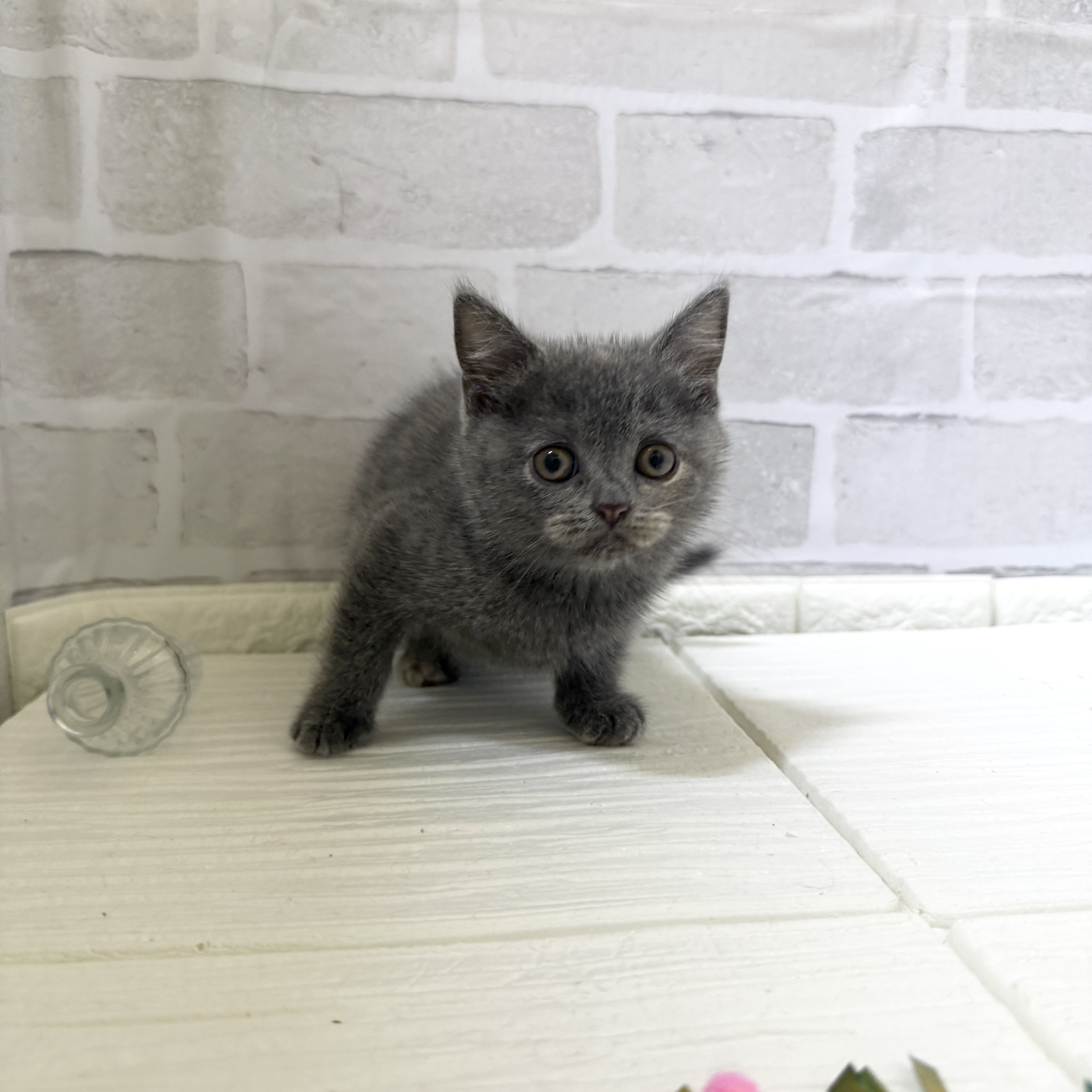 愛知県のブリティッシュショートヘアー (犬の家＆猫の里岡崎店/2025年11月30日生まれ/女の子/ブルークリーム)の子猫の3枚目の画像