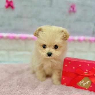 静岡県のポメプー(ポメラニアン×プードル) (犬の家＆猫の里プレ葉ウォーク浜北店/2025年11月30日生まれ/男の子/クリーム)の子犬の3枚目の画像