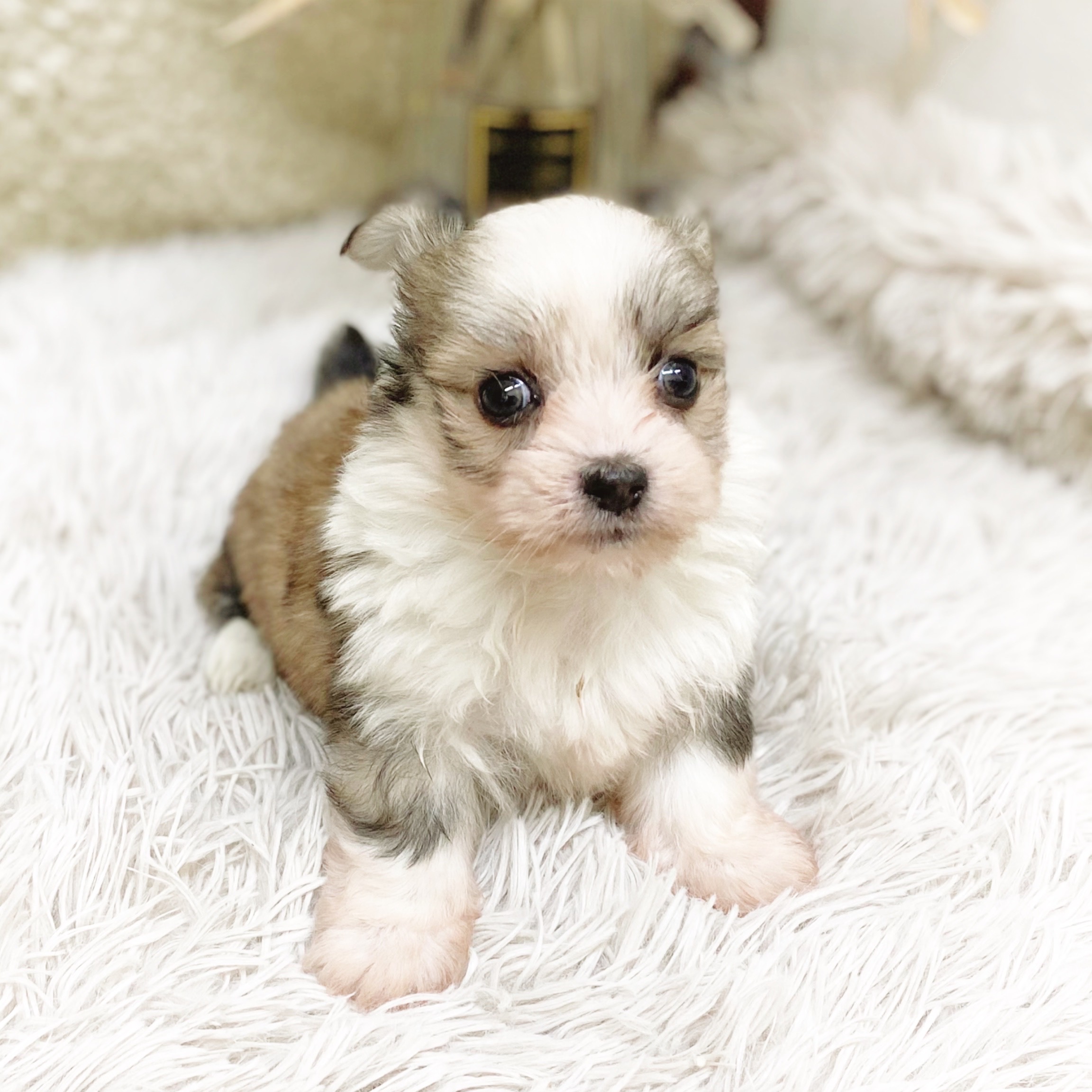 ハーフ犬男の子の写真