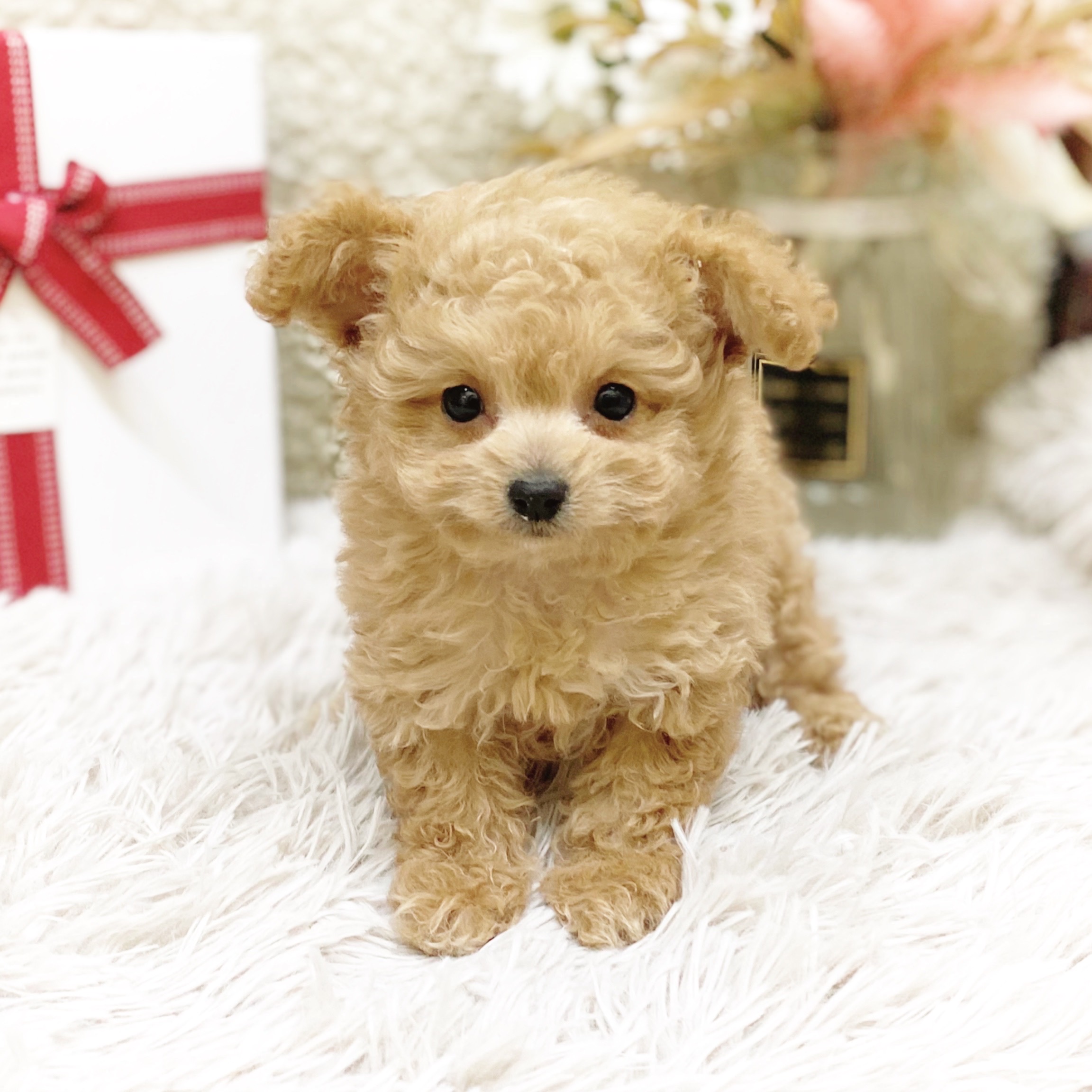 ハーフ犬女の子の写真