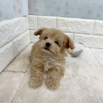 静岡県のビションプー(ビションフリーゼ×プードル) (犬の家＆猫の里マークイズ静岡店/2025年12月1日生まれ/女の子/アプリコット)の子犬の3枚目の画像