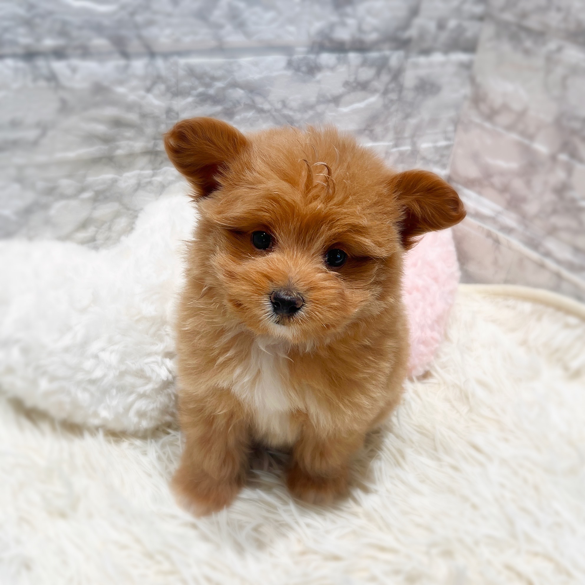 愛知県のポメプー(ポメラニアン×プードル) (犬の家＆猫の里MiO香久山店/2025年12月1日生まれ/女の子/アプリコット)の子犬の3枚目の画像