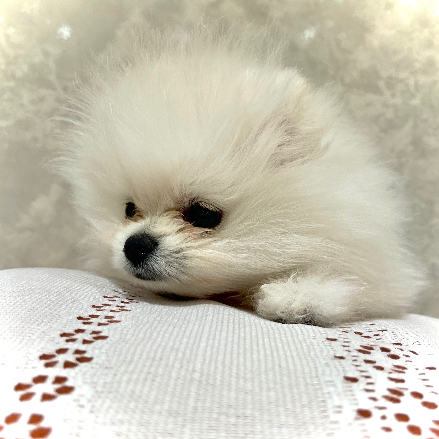 福岡県のポメラニアン (犬の家＆猫の里くりえいと宗像店/2025年11月30日生まれ/女の子/ホワイト)の子犬の3枚目の画像