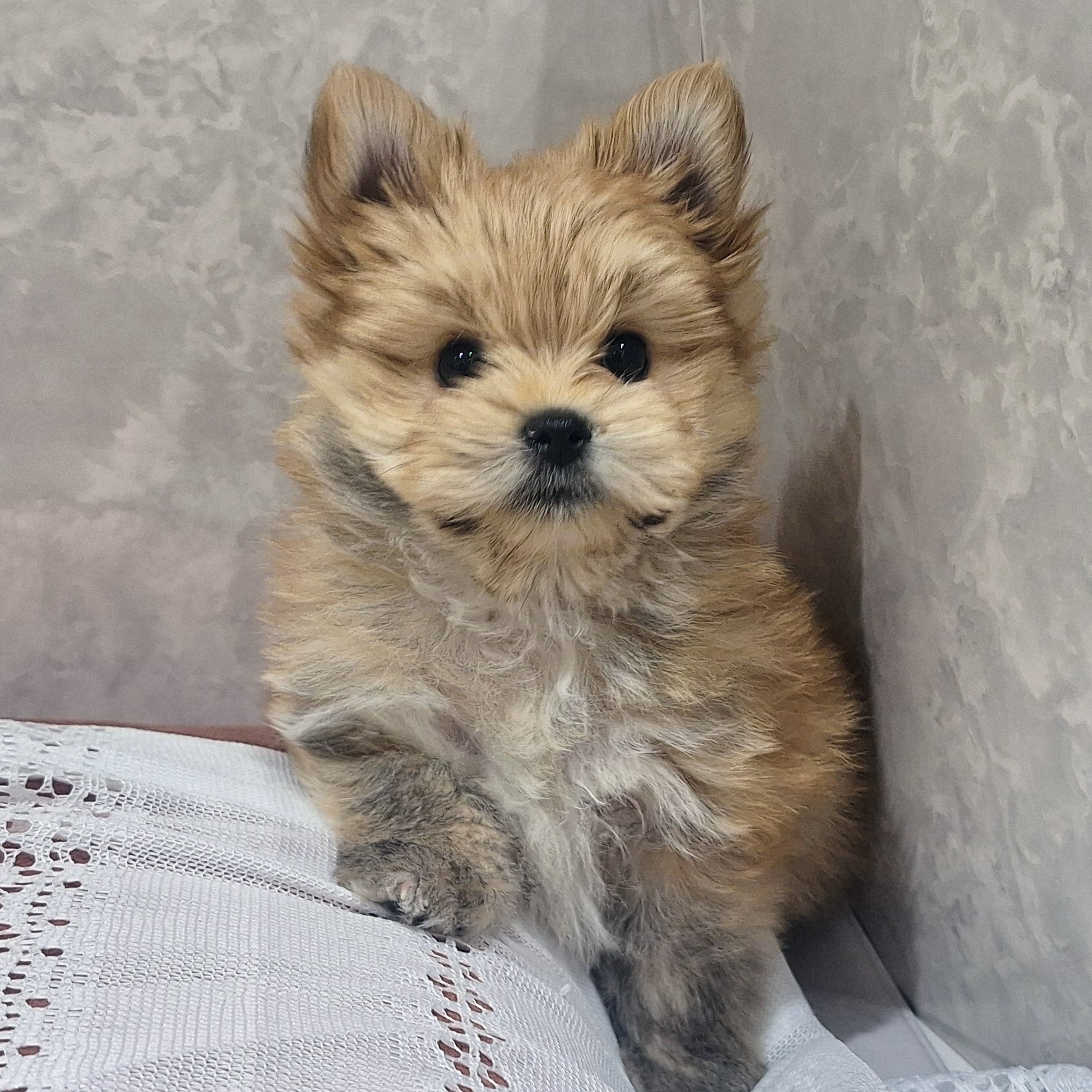 九州・沖縄のポメマル/マルポメ(ポメラニアン×マルチーズ)の子犬を価格