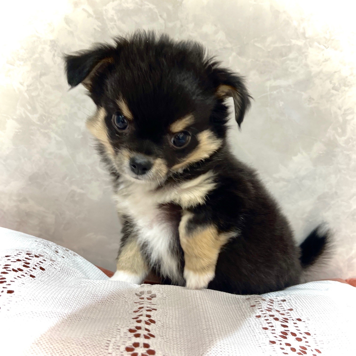 福岡県のチワワ(ロング) (犬の家＆猫の里くりえいと宗像店/2025年12月1日生まれ/男の子/ブラック、タン＆ホワイト＆ホワイト)の子犬の3枚目の画像