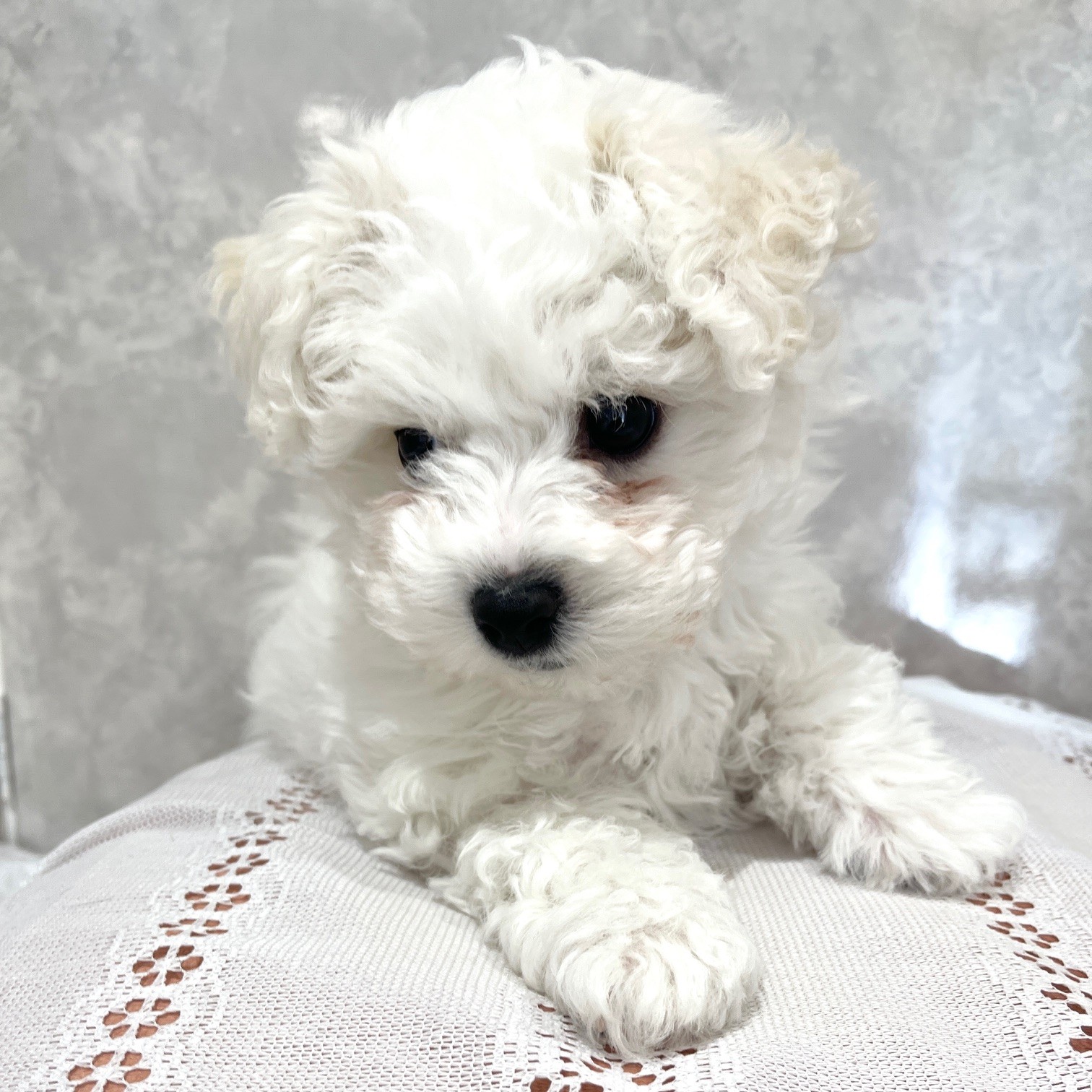 福岡県のビションフリーゼ (犬の家＆猫の里くりえいと宗像店/2025年12月1日生まれ/男の子/ホワイト)の子犬の3枚目の画像