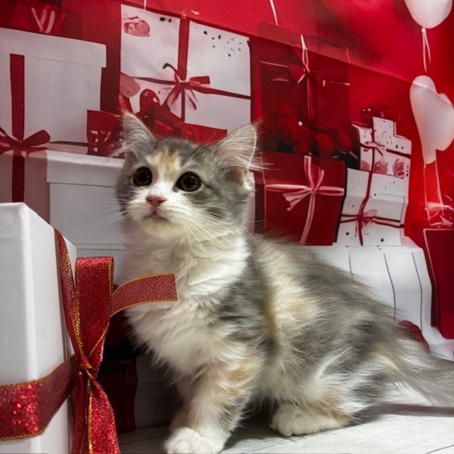 福岡県のマンチカン (犬の家＆猫の里トリアス久山店/2025年11月30日生まれ/女の子/ブルーパッチドタビーホワイト)の子猫の3枚目の画像