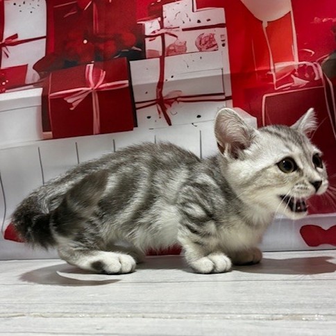 福岡県のマンチカン (犬の家＆猫の里トリアス久山店/2025年11月30日生まれ/男の子/シルバータビー)の子猫の3枚目の画像