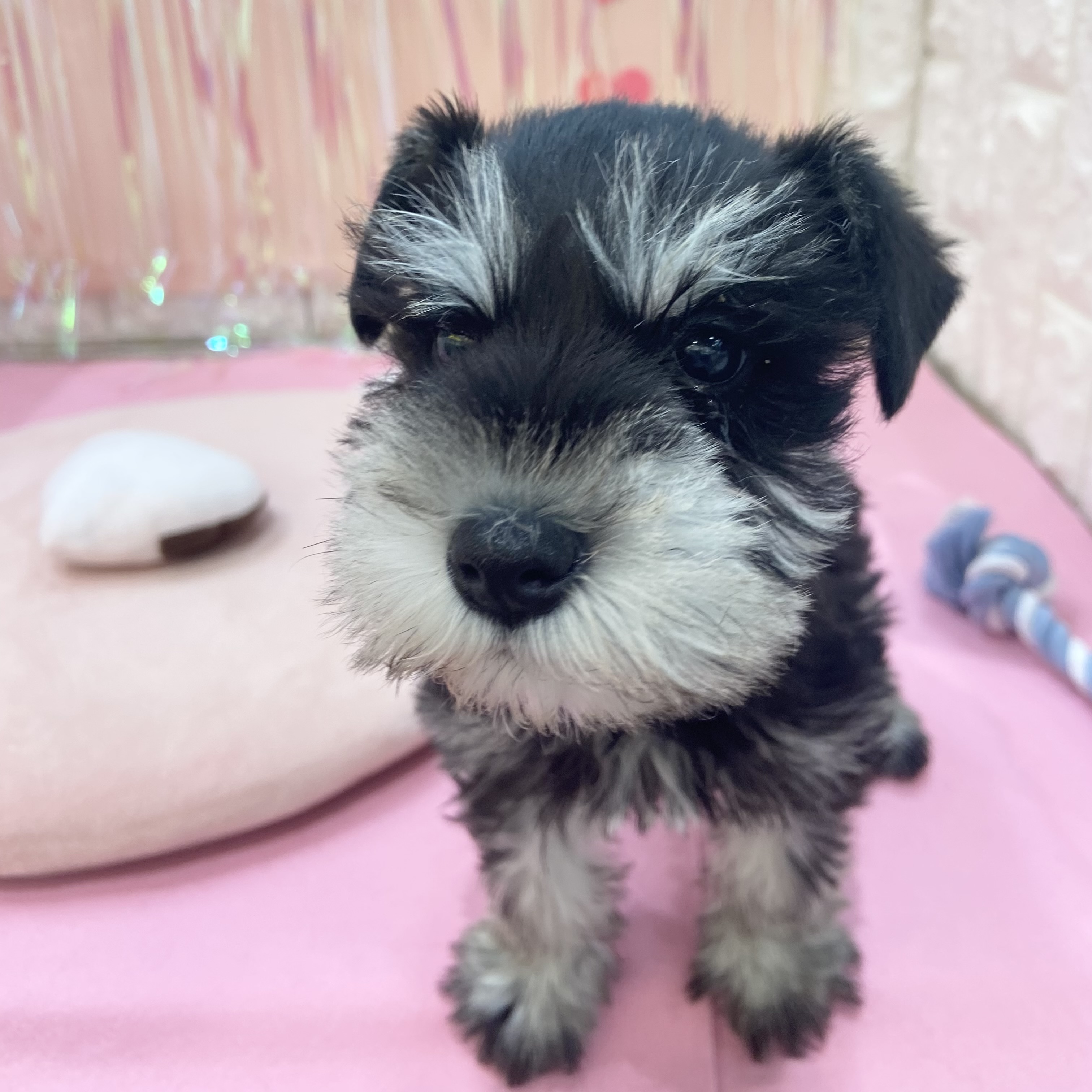 岡山県のミニチュアシュナウザー (犬の家＆猫の里倉敷店/2025年12月2日生まれ/男の子/ブラックシルバー)の子犬の3枚目の画像