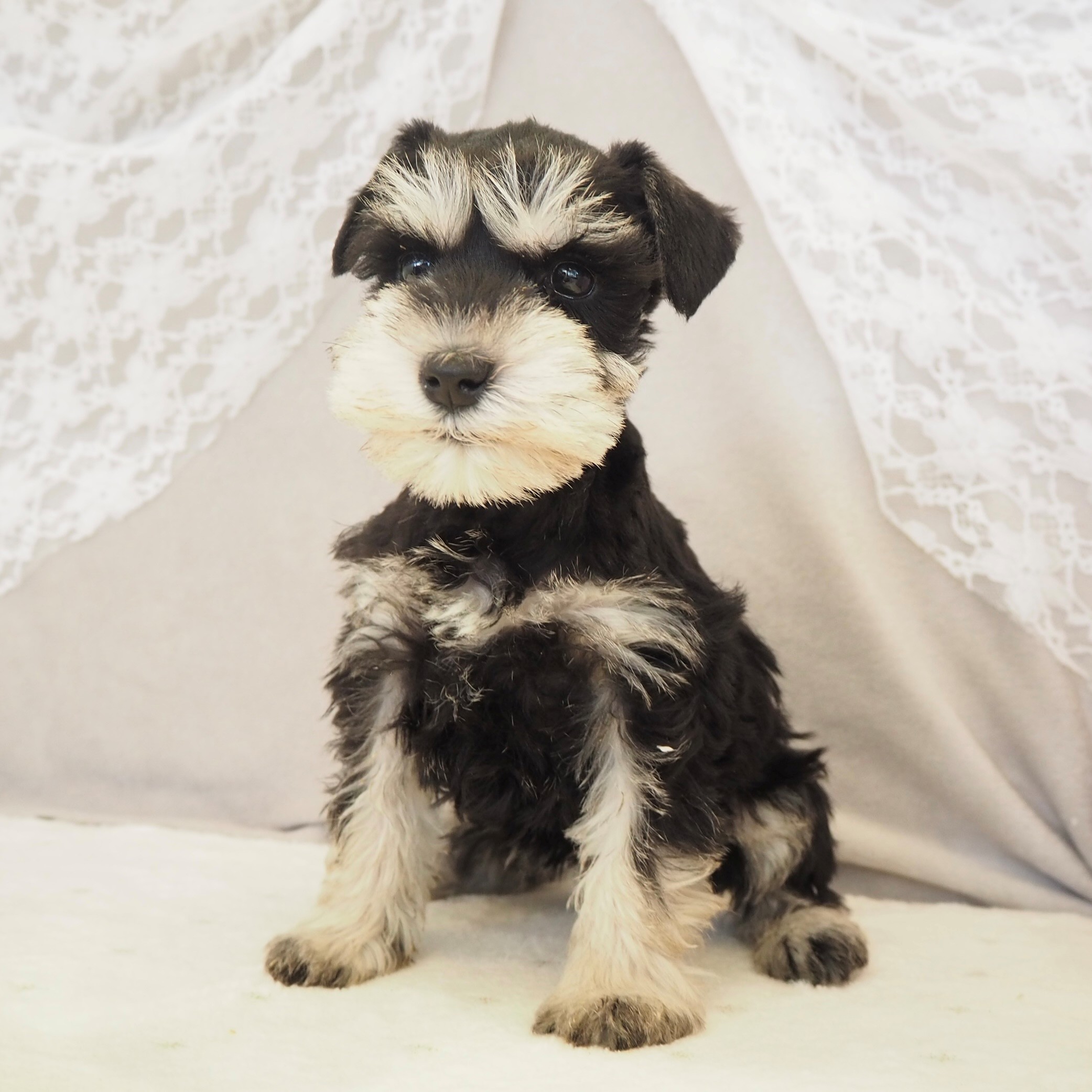 大阪府のミニチュアシュナウザー (犬の家＆猫の里もりのみやキューズモールBASE店/2025年12月2日生まれ/女の子/ブラックシルバー)の子犬の3枚目の画像