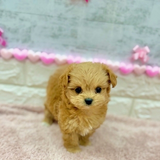 静岡県のチワプー/プーチー(チワワ×プードル) (犬の家＆猫の里プレ葉ウォーク浜北店/2025年12月2日生まれ/女の子/アプリコットホワイト)の子犬の3枚目の画像