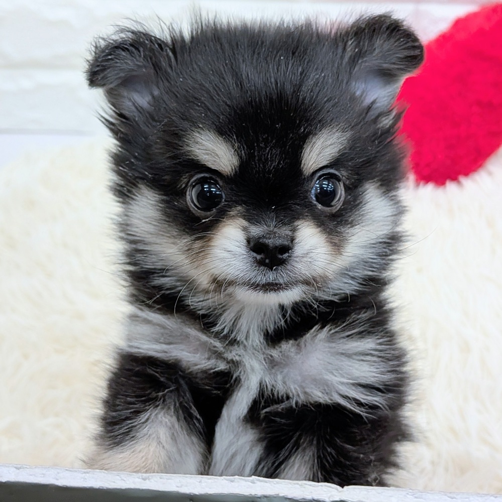 愛知県のポメチワ/チワポメ/ポメチー(ポメラニアン×チワワ) (犬の家＆猫の里MEGAドン・キホーテ東海名和店/2025年12月2日生まれ/男の子/ブラックタンホワイト)の子犬の3枚目の画像