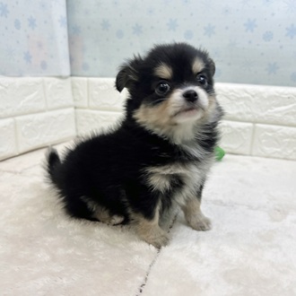 ハーフ犬女の子の写真