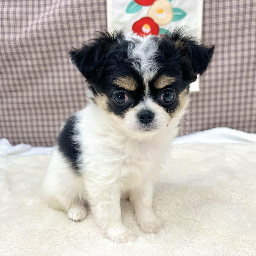 愛知県のチワワ(ロング) (犬の家＆猫の里エアポートウォーク店/2025年11月30日生まれ/女の子/ホワイトブラックタン)の子犬の3枚目の画像