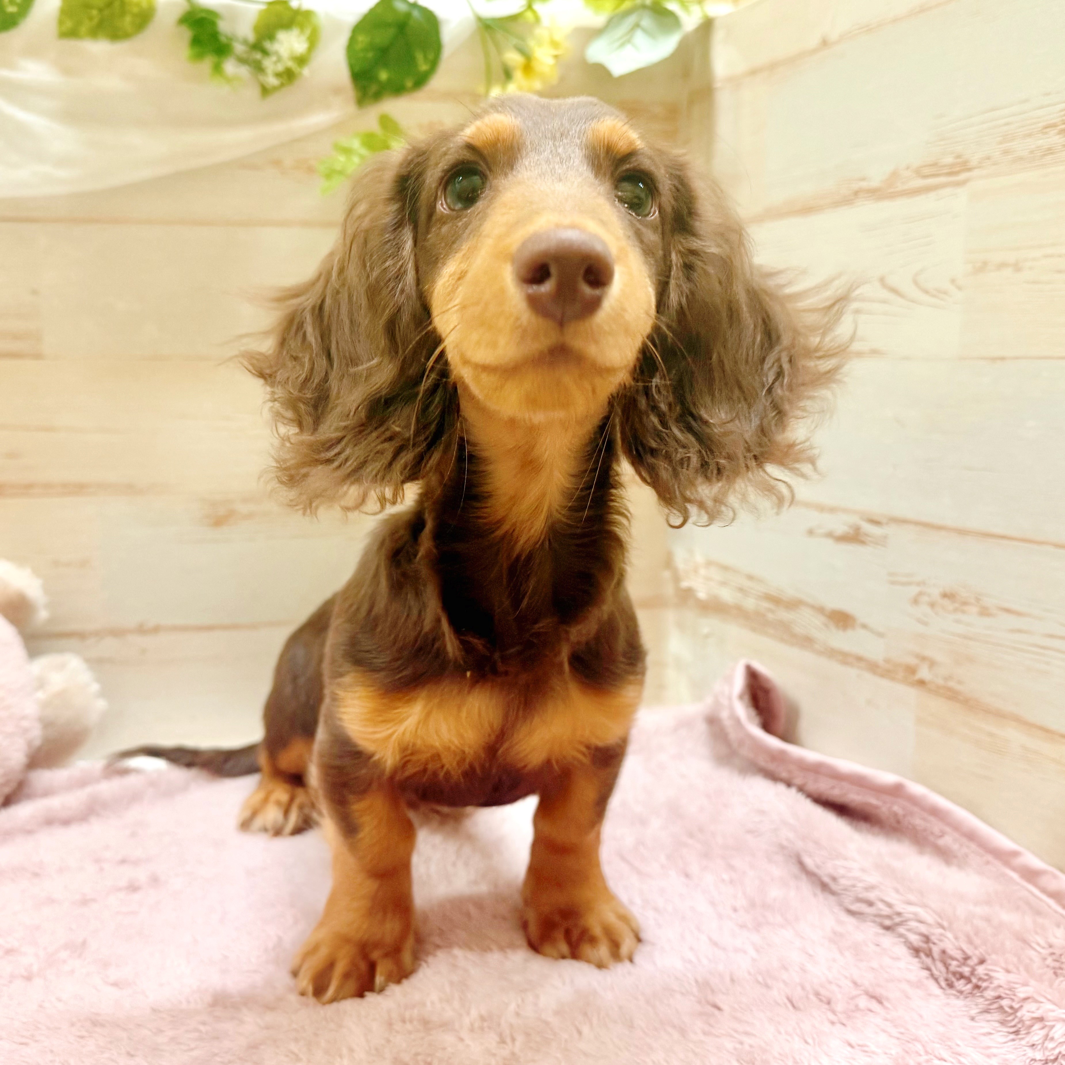 兵庫県のミニチュアダックスフンド(ロング) (犬の家＆猫の里神戸店/2025年12月1日生まれ/男の子/チョコレートタン)の子犬の3枚目の画像