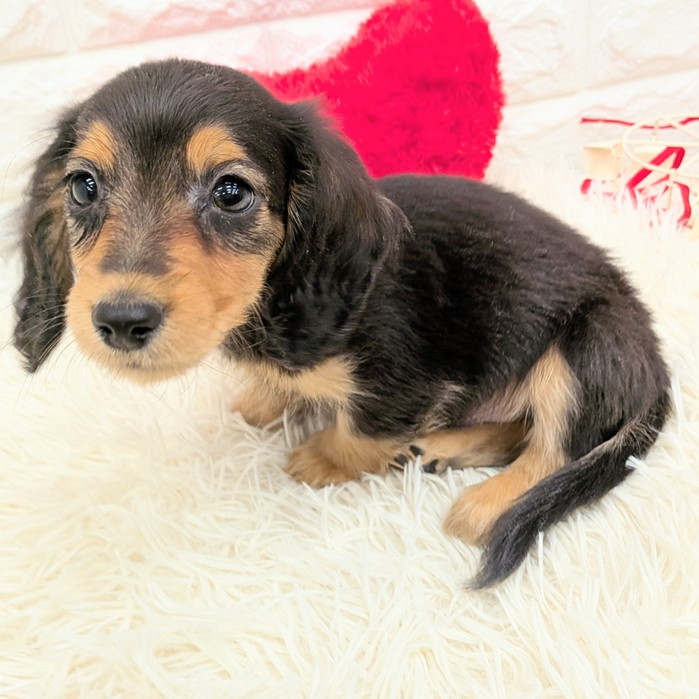 愛知県のミニチュアダックスフンド(ロング) (犬の家＆猫の里MEGAドン・キホーテ東海名和店/2025年12月1日生まれ/男の子/ブラックタン)の子犬の3枚目の画像