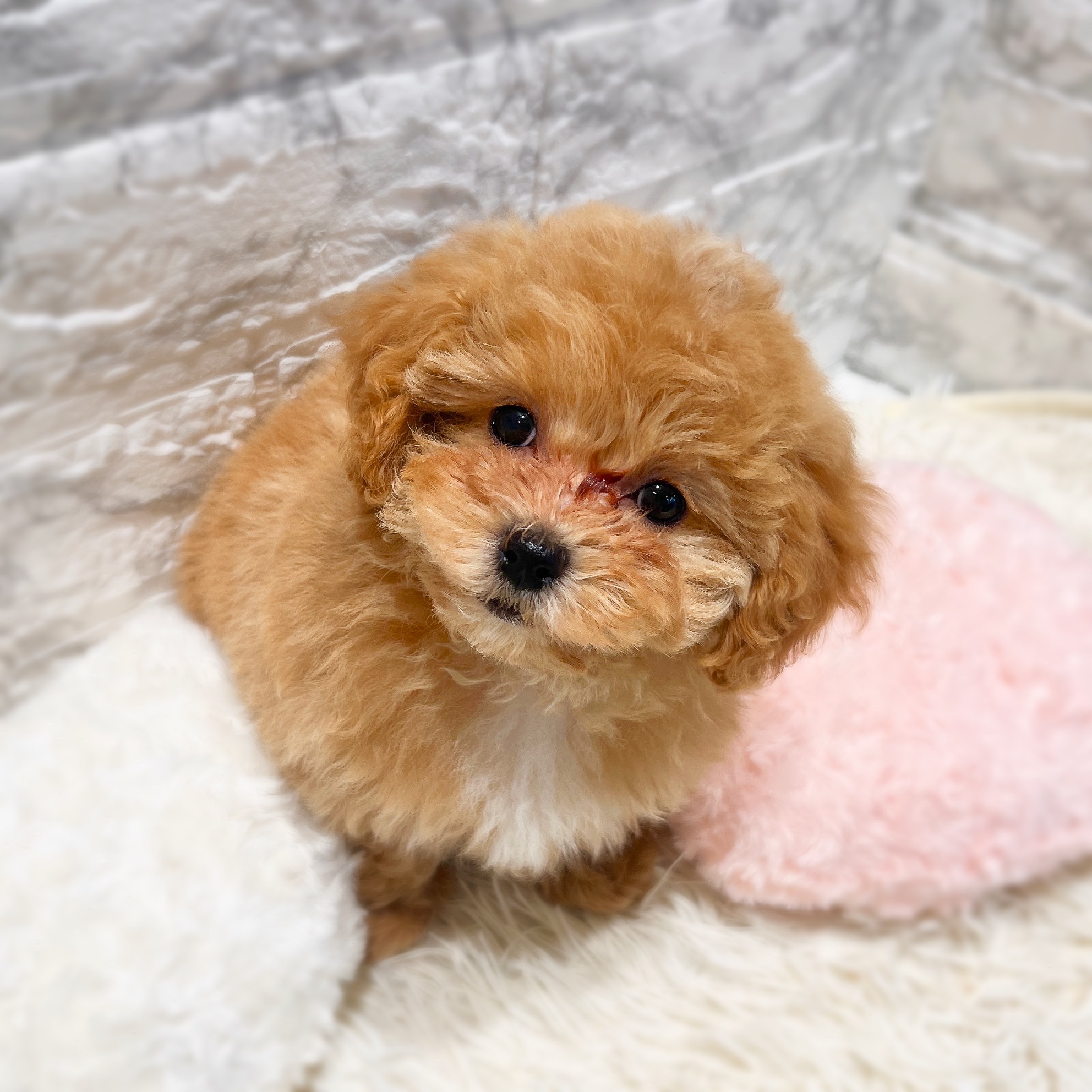 愛知県のマルプー(マルチーズ×プードル) (犬の家＆猫の里MiO香久山店/2025年12月2日生まれ/女の子/アプリコットホワイト)の子犬の3枚目の画像