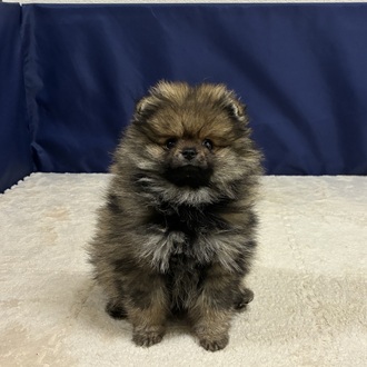 愛知県のポメラニアン (犬の家＆猫の里一宮店/2025年12月2日生まれ/男の子/ウルフセーブル)の子犬の3枚目の画像