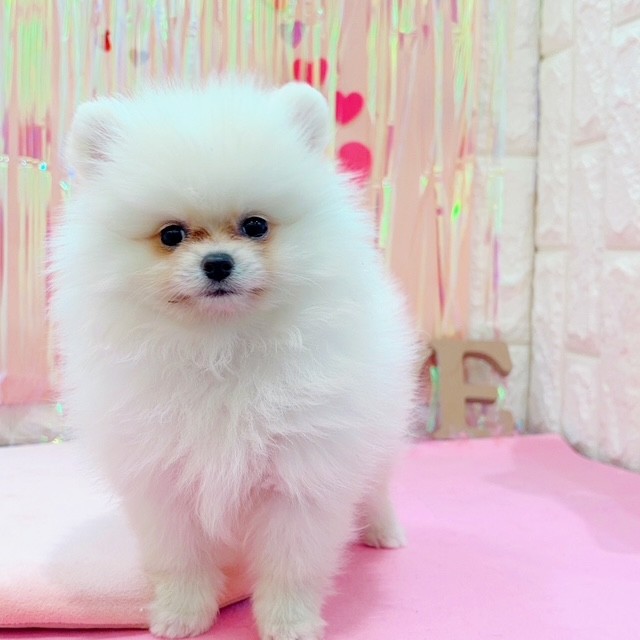 岡山県のポメラニアン (犬の家＆猫の里倉敷店/2025年12月3日生まれ/女の子/クリーム)の子犬の3枚目の画像