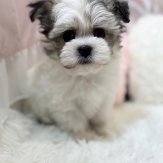 兵庫県のチワマル/マルチワ(チワワ×マルチーズ) (犬の家＆猫の里カナート西神戸店/2025年12月1日生まれ/男の子/フォーンホワイト)の子犬の3枚目の画像