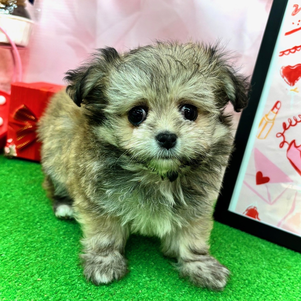 愛知県のチワマル/マルチワ(チワワ×マルチーズ) (犬の家＆猫の里名古屋天白店/2025年12月1日生まれ/女の子/フォーンホワイト)の子犬の3枚目の画像