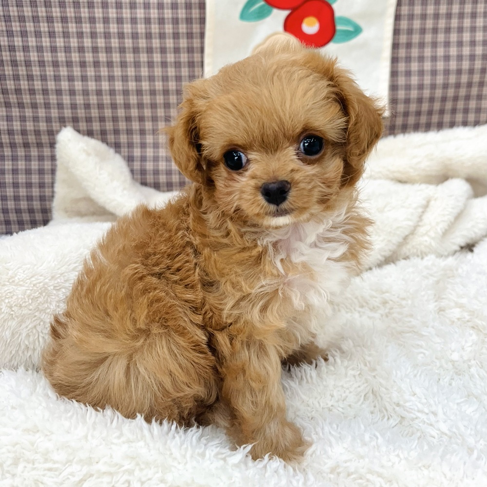 愛知県のチワプー/プーチー(チワワ×プードル) (犬の家＆猫の里エアポートウォーク店/2025年12月2日生まれ/女の子/アプリコットホワイト)の子犬の3枚目の画像