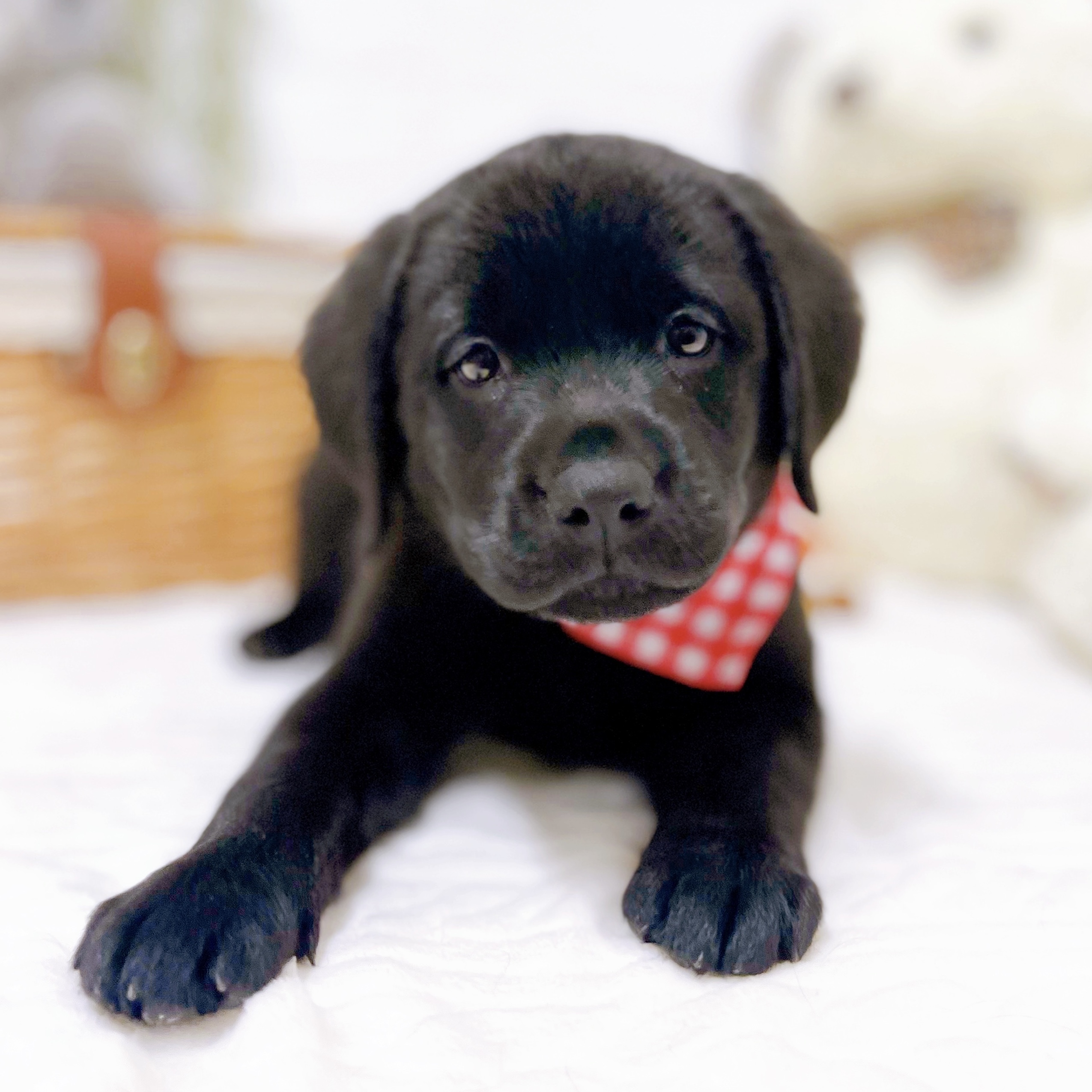 滋賀県のラブラドールレトリーバー (犬の家＆猫の里近江八幡店/2025年12月4日生まれ/女の子/ブラック)の子犬の3枚目の画像