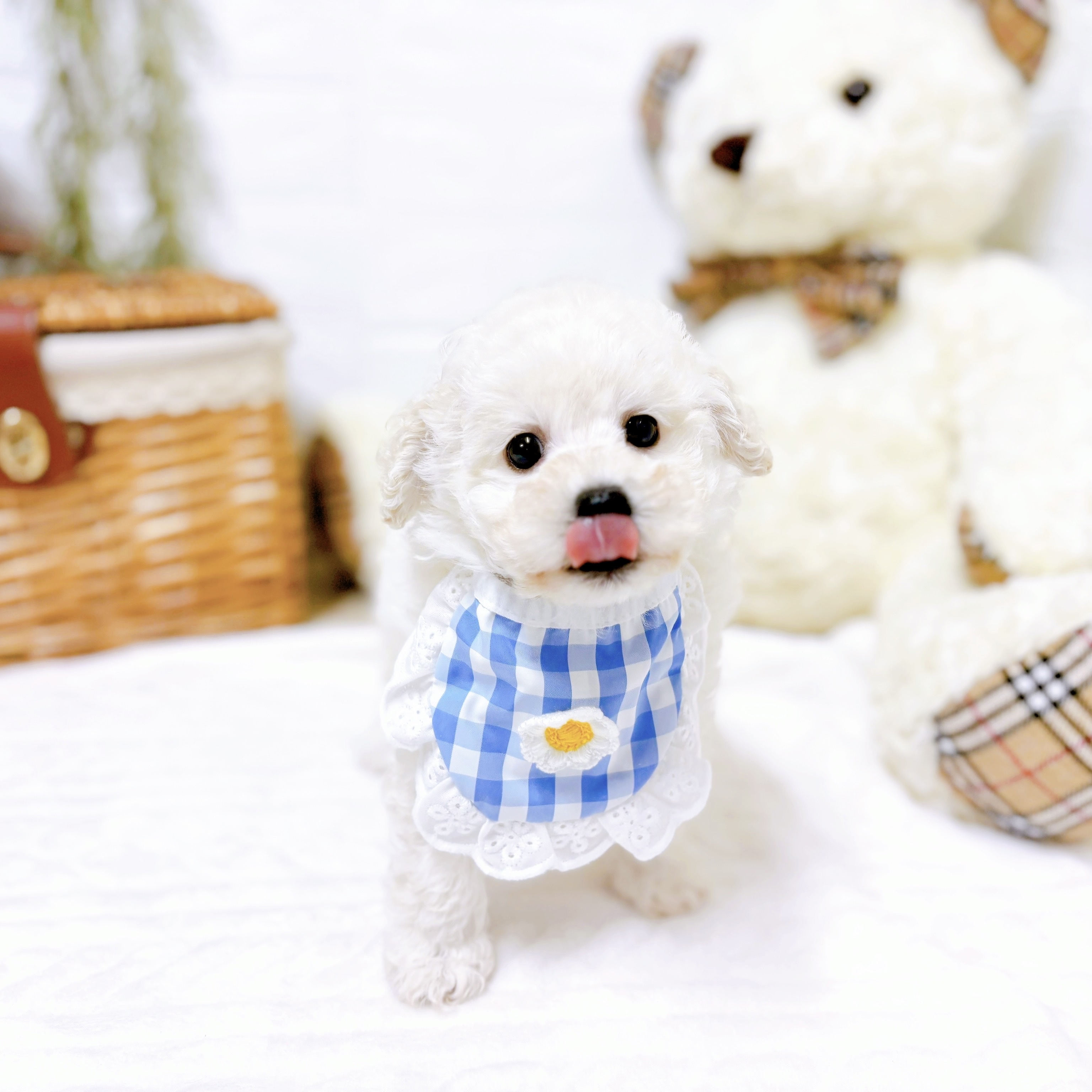 滋賀県のトイプードル(トイ) (犬の家＆猫の里近江八幡店/2025年12月3日生まれ/男の子/ホワイト)の子犬の3枚目の画像