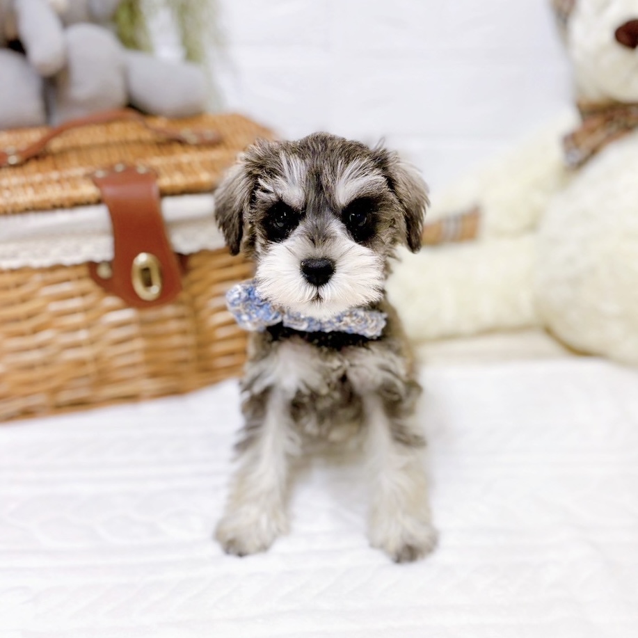 滋賀県のミニチュアシュナウザー (犬の家＆猫の里近江八幡店/2025年11月30日生まれ/男の子/ソルトペッパー)の子犬の3枚目の画像