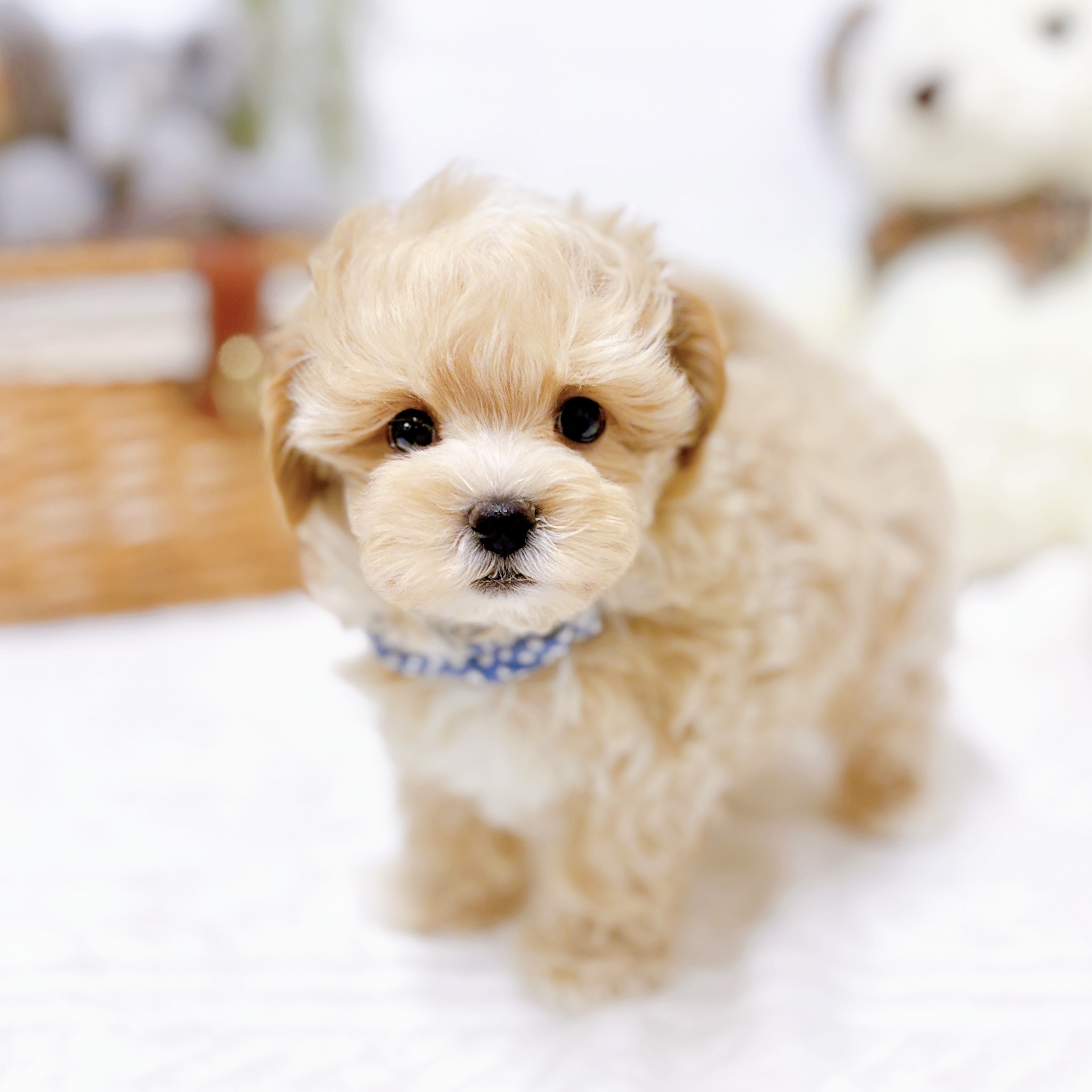 滋賀県のマルプー(マルチーズ×プードル) (犬の家＆猫の里近江八幡店/2025年12月3日生まれ/男の子/クリーム)の子犬の3枚目の画像