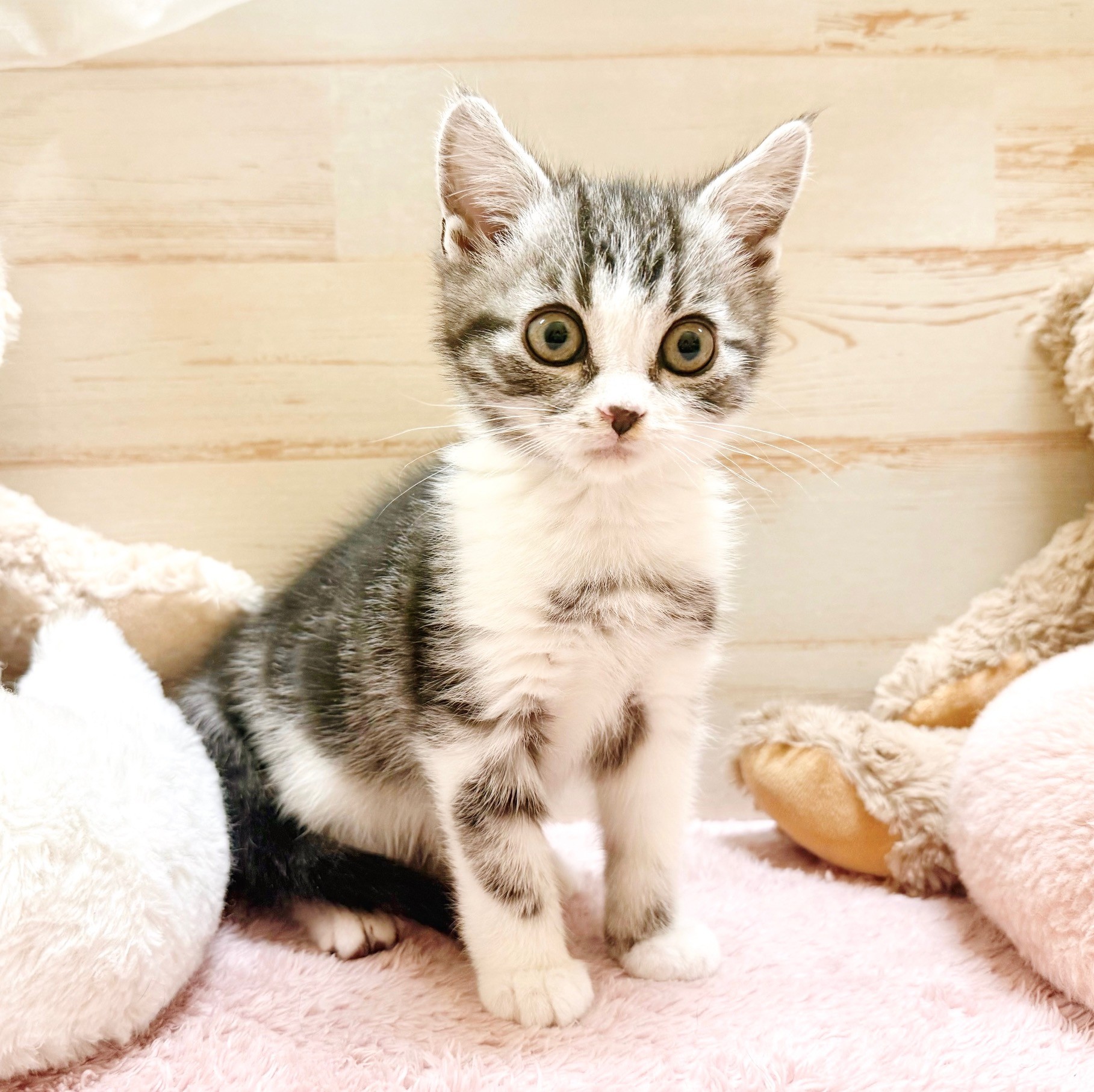 兵庫県のアメリカンショートヘアー (犬の家＆猫の里神戸店/2025年11月29日生まれ/男の子/シルバータビーホワイト)の子猫の3枚目の画像