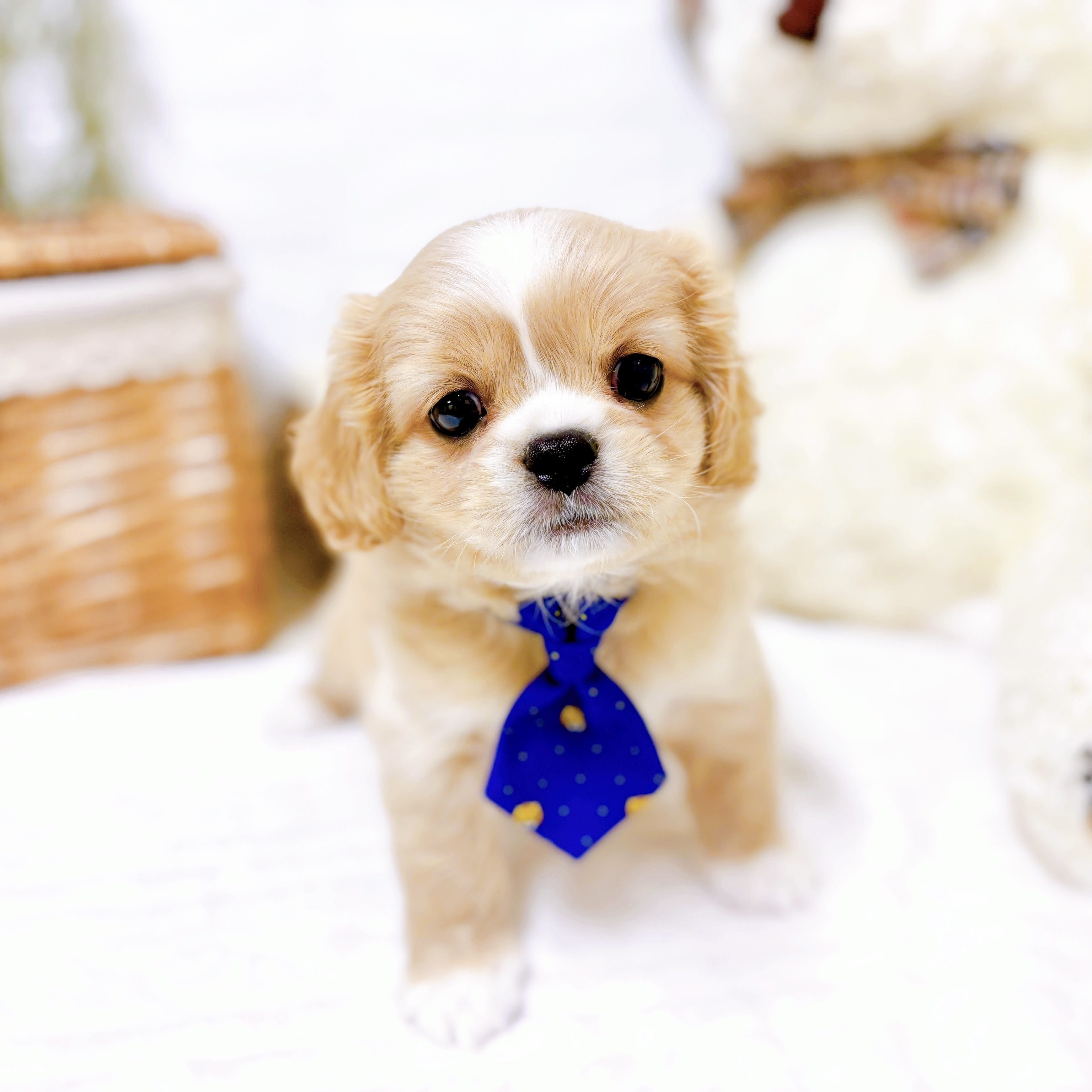 滋賀県のハーフ犬・ミックス犬 (犬の家＆猫の里近江八幡店/2025年12月3日生まれ/男の子/クリームホワイト)の子犬の3枚目の画像