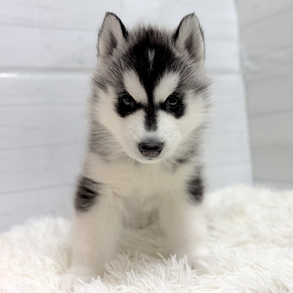 愛知県のシベリアンハスキー (犬の家＆猫の里豊田店/2025年12月5日生まれ/男の子/ブラックホワイト)の子犬の3枚目の画像