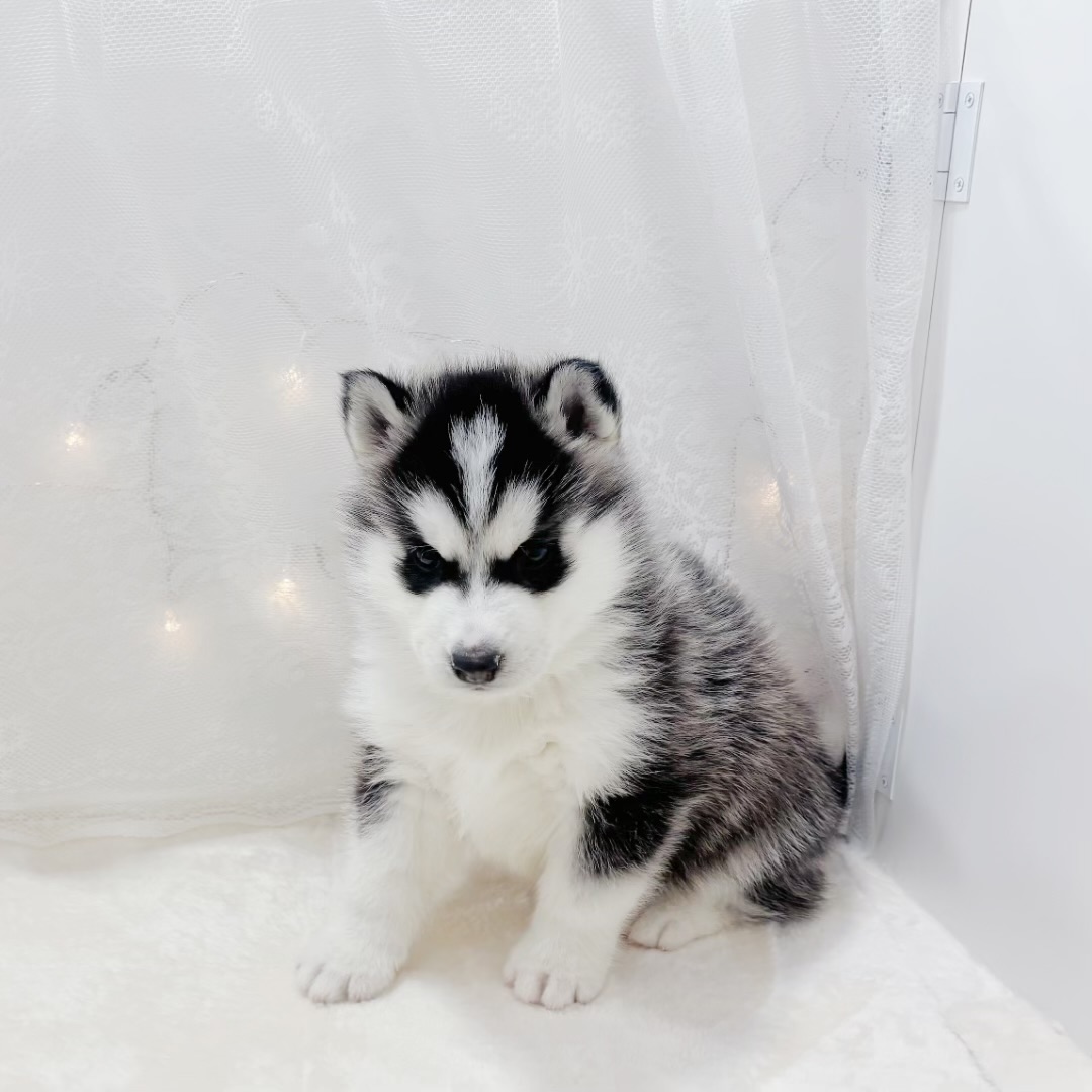 千葉県のシベリアンハスキー (犬の家＆猫の里BIGHOPガーデンモール印西店/2025年12月5日生まれ/男の子/ブラックホワイト)の子犬の3枚目の画像