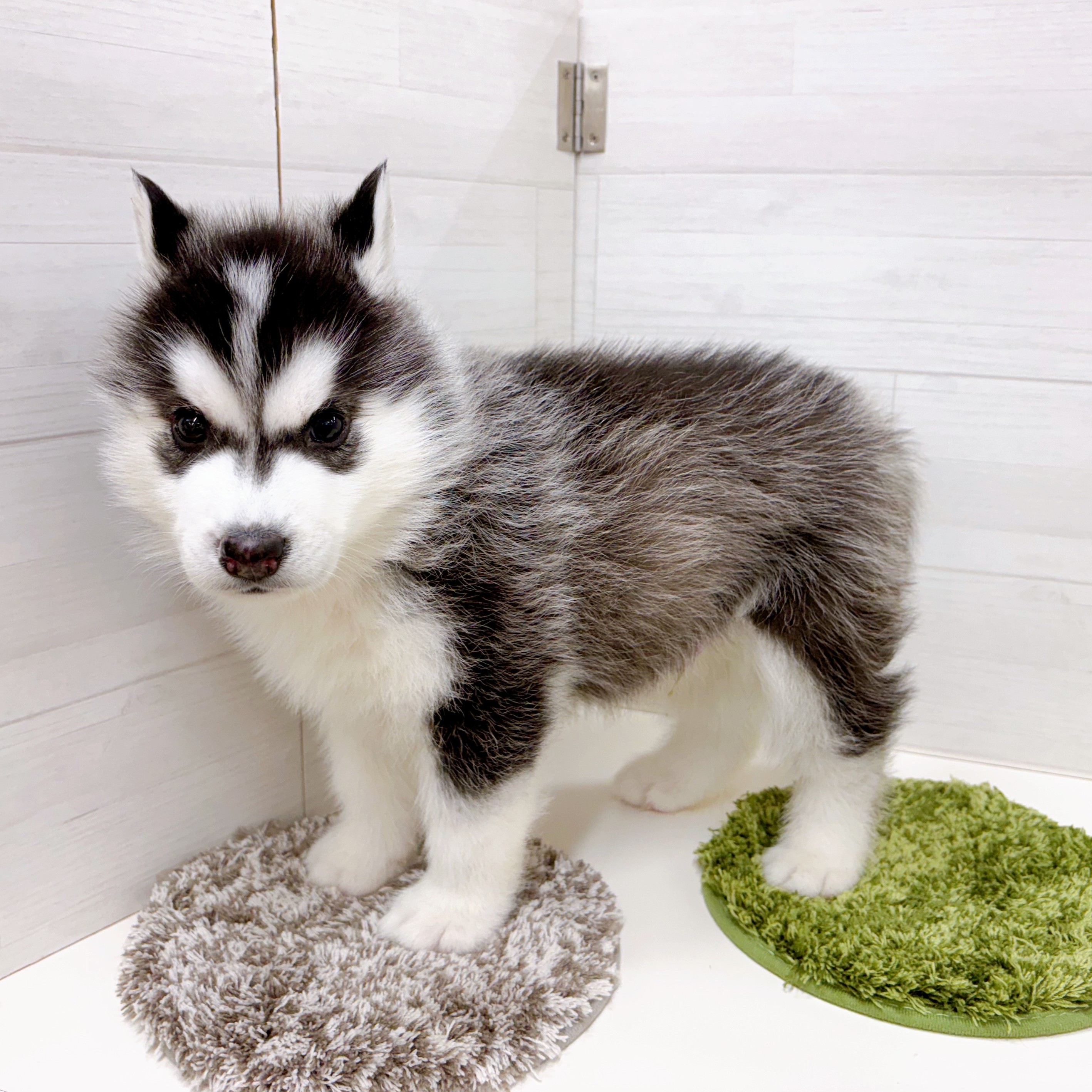 愛知県のシベリアンハスキー (犬の家＆猫の里春日井本店/2025年12月5日生まれ/男の子/ブラックホワイト)の子犬の3枚目の画像