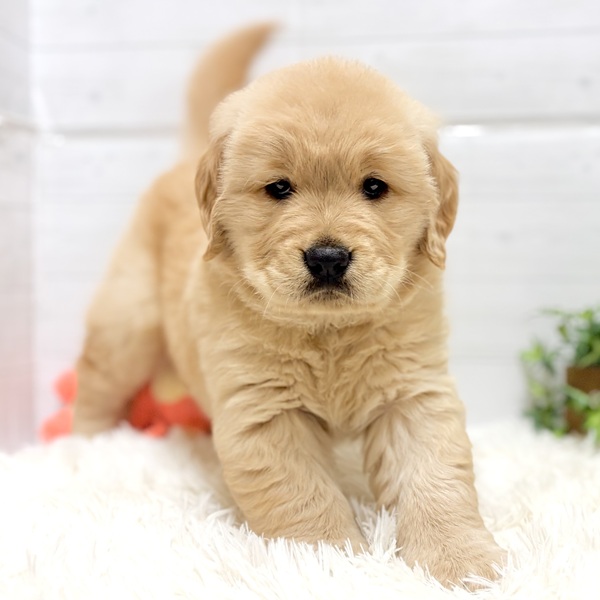 愛知県のゴールデンレトリバー (犬の家＆猫の里豊田店/2025年11月28日生まれ/女の子/ゴールデン)の子犬の3枚目の画像