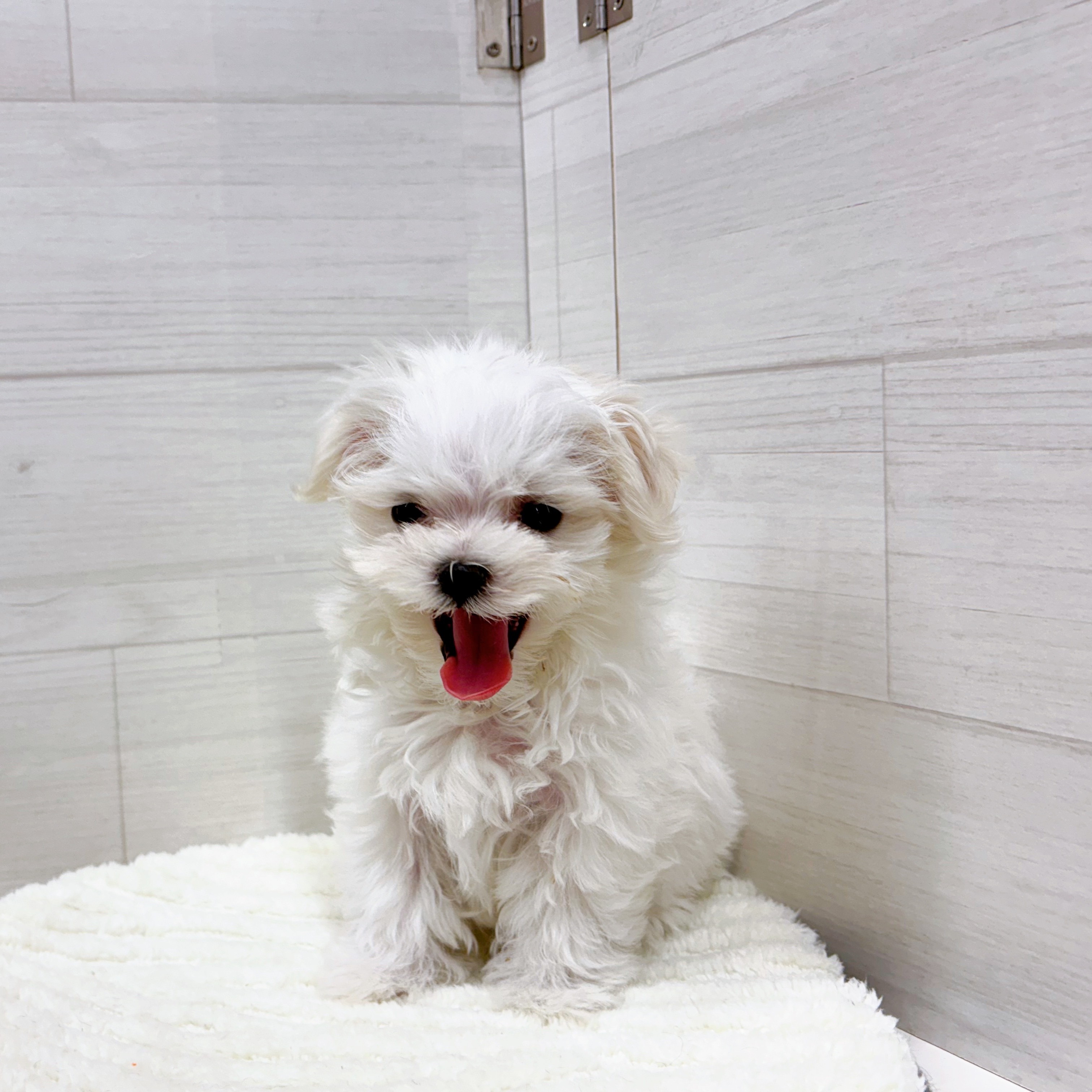 石川県のマルチーズ (犬の家＆猫の里アミーゴ金沢おこばた店/2025年12月5日生まれ/女の子/ホワイト)の子犬の3枚目の画像