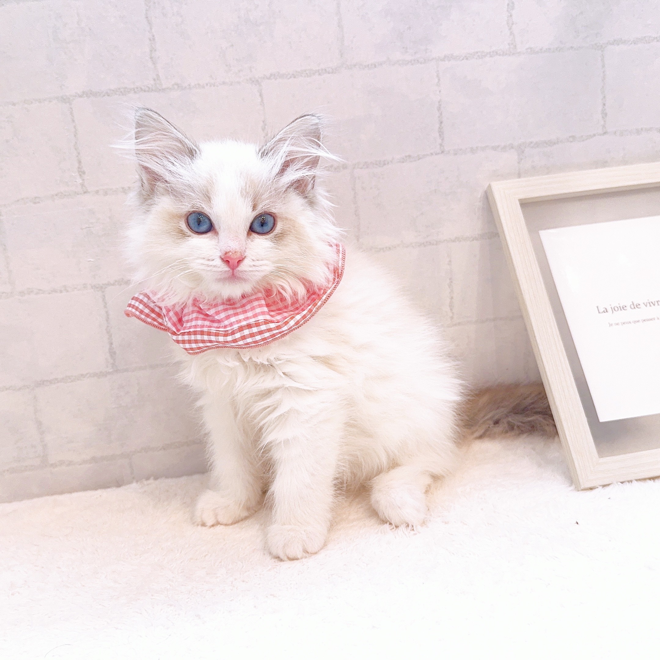 石川県のラグドール (犬の家＆猫の里金沢店/2025年11月28日生まれ/女の子/ブルーポイントバイカラー)の子猫の3枚目の画像
