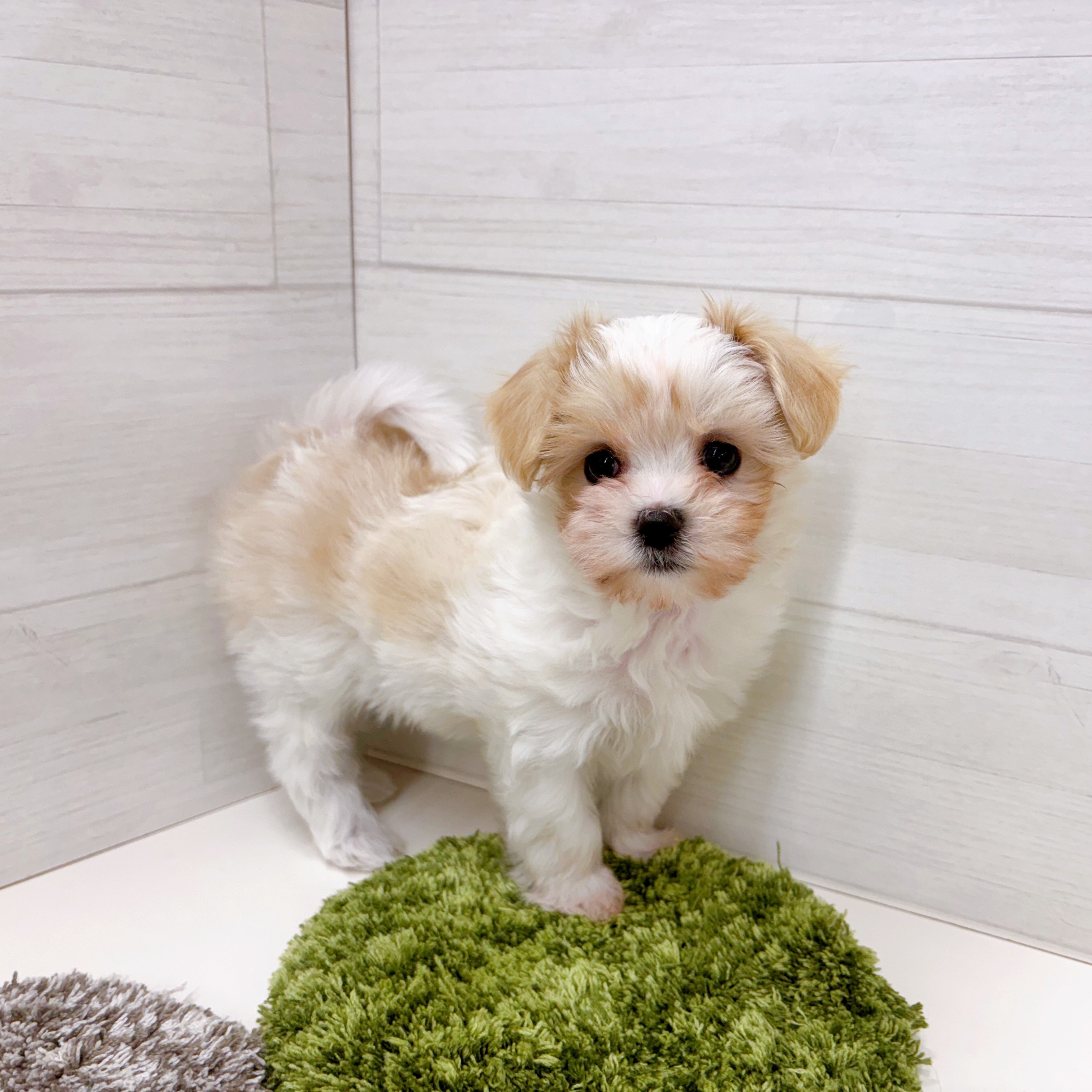 石川県のマルキャバ/キャバチーズ(マルチーズ×キャバリア) (犬の家＆猫の里アミーゴ金沢おこばた店/2025年12月6日生まれ/男の子/ブレンハイム)の子犬の3枚目の画像