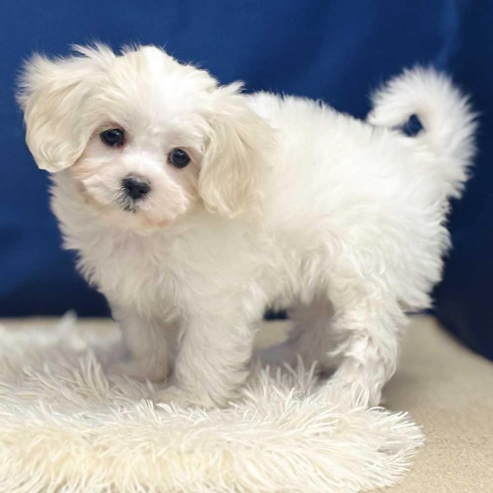 岐阜県のマルキャバ/キャバチーズ(マルチーズ×キャバリア) (犬の家＆猫の里中津川店/2025年12月6日生まれ/女の子/ブレンハイム)の子犬の3枚目の画像