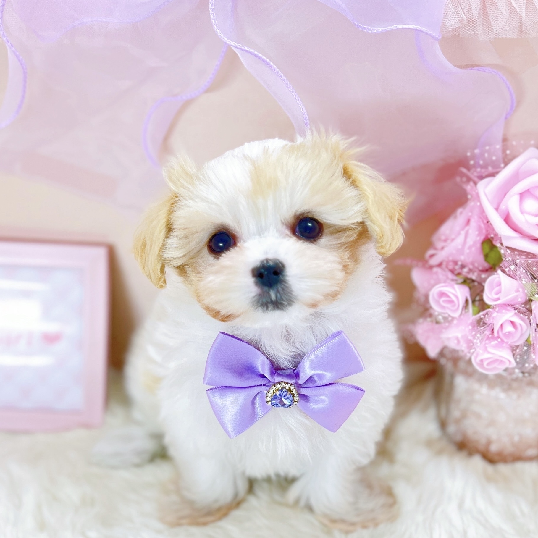 福井県のマルキャバ/キャバチーズ(マルチーズ×キャバリア) (犬の家＆猫の里アミーゴ福井大和田店/2025年12月6日生まれ/女の子/ブレンハイム)の子犬の3枚目の画像