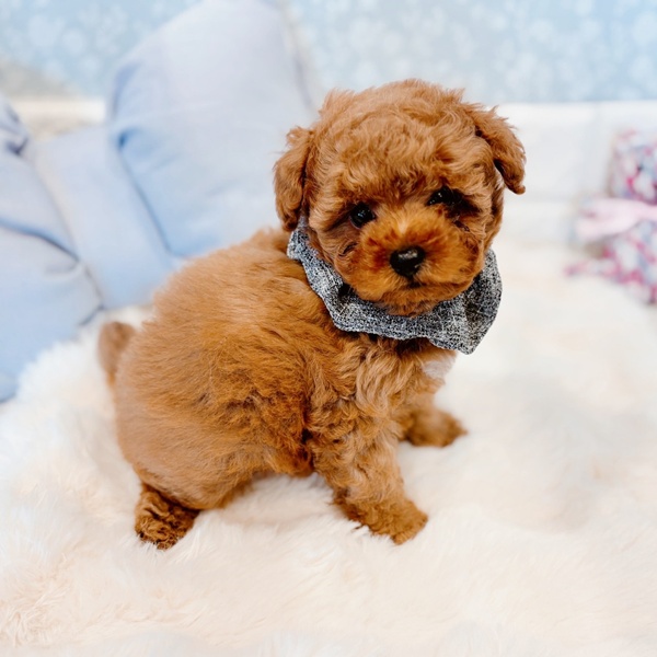 福井県のトイプードル(トイ) (犬の家＆猫の里福井店/2025年12月5日生まれ/男の子/レッドフォーン)の子犬の3枚目の画像