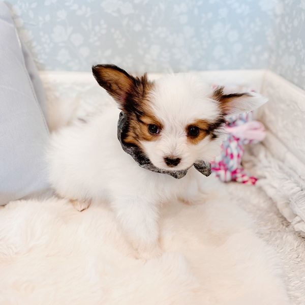 福井県のパピヨン (犬の家＆猫の里福井店/2025年12月8日生まれ/男の子/ホワイトブラウン)の子犬の3枚目の画像