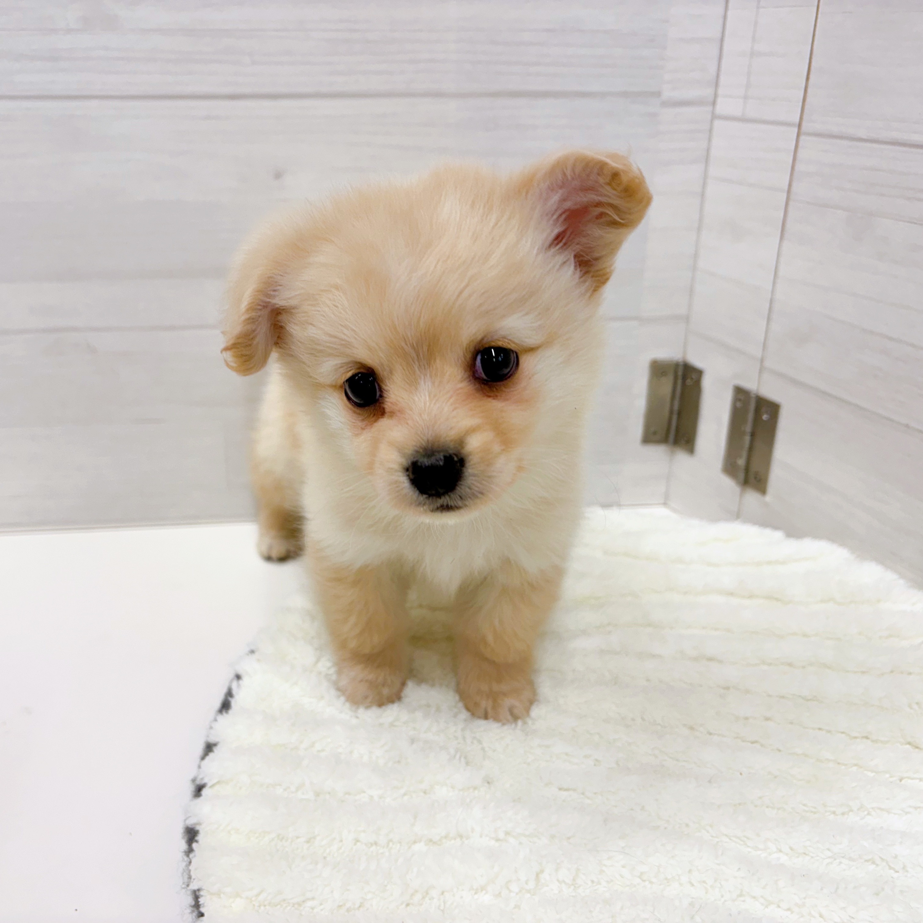 石川県のポメックス(ポメラニアン×ダックス) (犬の家＆猫の里アミーゴ金沢おこばた店/2025年12月5日生まれ/女の子/クリーム)の子犬の3枚目の画像