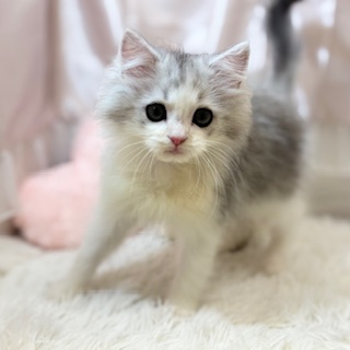 兵庫県のラガマフィン (犬の家＆猫の里カナート西神戸店/2025年11月13日生まれ/男の子/シルバータビーホワイト)の子猫の3枚目の画像