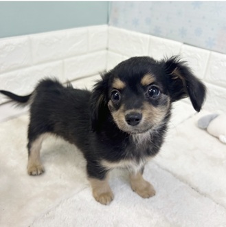 静岡県のチワックス(チワワ×ダックス) (犬の家＆猫の里マークイズ静岡店/2025年12月1日生まれ/男の子/ブラックタン)の子犬の3枚目の画像